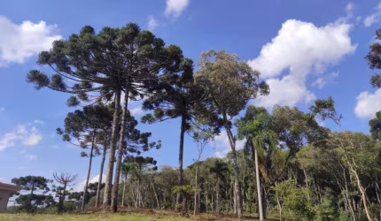Terreno em condomínio fechado à venda na Anibal Antônio de Aguiar Maia, 13, Jardim Menino Deus, Quatro Barras, 4295 m2 por R$ 1.500.000