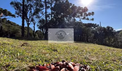 Sítio em Bateias de Baixo, com 19.991 m², com riacho e lugar alto para construção