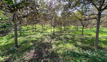 Chácara com 1 dormitório à venda,47270.00 m , zona rural, QUITANDINHA - PR