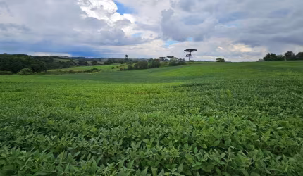 Área Rural com 330330m  13,65 Alqueires  à venda, CAMPO MAGRO - PR