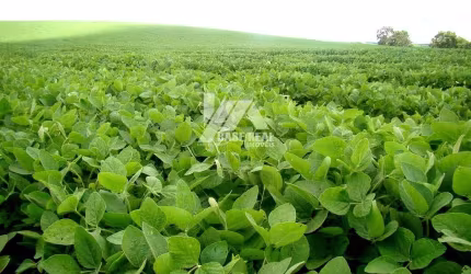 Fazenda à venda, Rural, Cornélio Procópio, PR