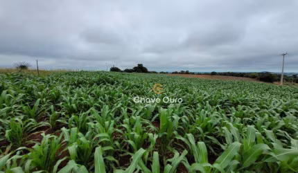 Área de 2.1 alqueires com escritura emSanta Tereza do Oeste/PR