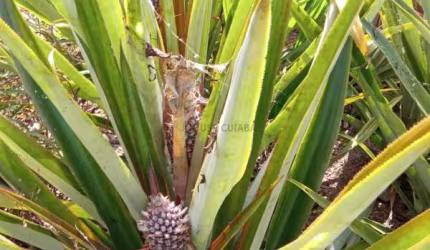 sítio de 34 hectares no assentamento comunidade sadia 3