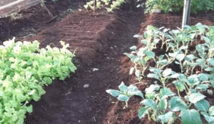 SITIO A VENDA EM COQUEIRAL - BOM JARDIM - NOBRES.