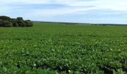 Fazenda a venda no município de Ribeirão cascalheira MT