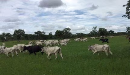 Fazenda à venda na Poconé, 23, Zona Rural, Poconé, 600 m2 por R$ 7.990.000