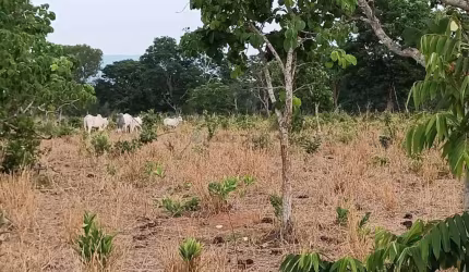 Sitio com 46 hectares com 20 cabeças de gado.