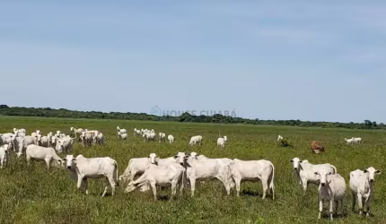 FAZENDA A VENDA EM  POCONE - MT