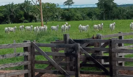 Fazenda à venda na Fazenda OLHO D'ÁGUA, 1, Zona Rural, Santo Antônio do Leverger, 130 m2 por R$ 4.000.000