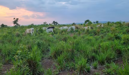 Sitio com 48 Hectares na região da cidade de Nobres MT