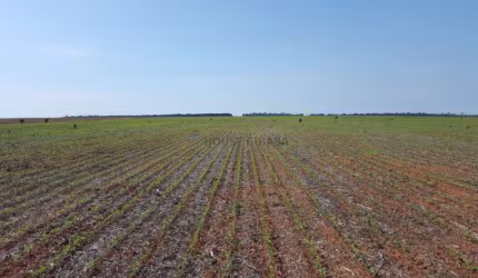 Oportunidade Fazenda em Gaucha do Norte-MT
