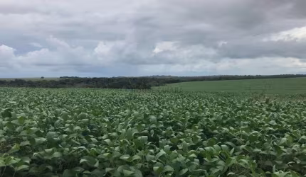 Excelente Fazenda Primavera do Leste/MT