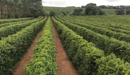 EXCELENTE FAZENDA DE CAFÉ A VENDA EM MINAS GERAIS - TRIÂNGULO MINEIRO