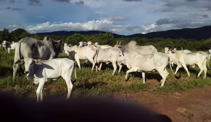 Fazenda à venda na rosario, 00, Zona Rural, Rosário Oeste, 2 m2 por R$ 45.000.000