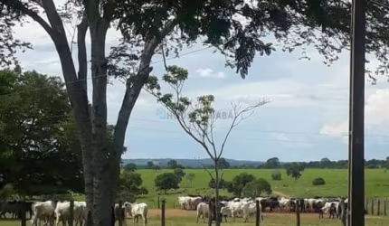 Fazenda à venda na Fazenda, 00, Zona Rural, Nova Mutum, 7727 m2