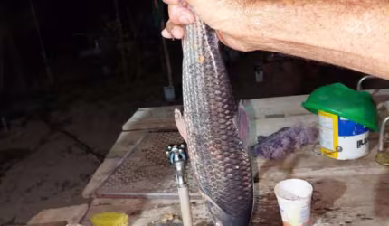 Chácara com pesqueiro rio Cuiabá, região da cidade de Santo Antônio do Leverger