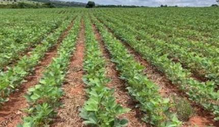 FAZENDA A VENDA EM NOBRES - MT