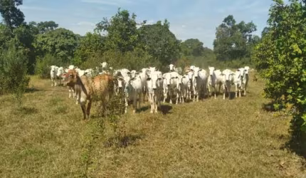Sitio a venda comunidade Morro Sao Jeronimo