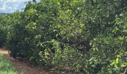 fazenda de 404 alqueres na região da cidade de Fernandópolis - SP