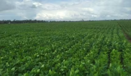 área rural Agrícola de 5 mil hectares na região do Aporé GO