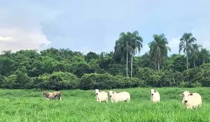 fazenda de 1.086 hectares de e alta qualidade na pecuária no estado de São Paulo