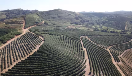 fazenda de café produtiva de 166,66 alqueres (399,984 hectares) no Município de