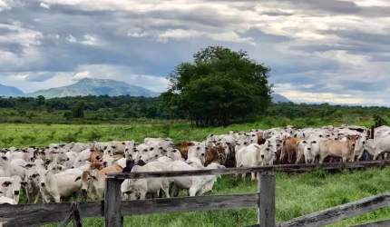 fazenda pronta para pecuária porteira fechada no estado de Goias