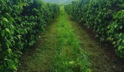 fazenda de 800 hectares (330 Alqueres) na região de Bragança Paulista