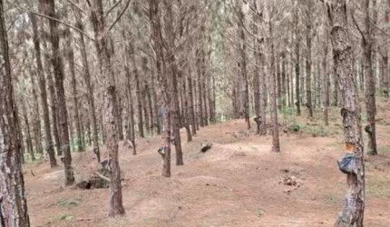 fazenda de 72 alqueires (172,8 hectares) com plantação de pinus excelente locali