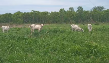 Sitio na região do barreiro vermelho na região da cidade de Rosário Oeste MT