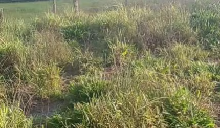 fazenda no total de 2.400 hectares na região de Ubiratâ MT