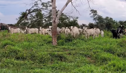 Fazendinda 50 Hectares - Região de Santo Antônio do Leverger (MT)