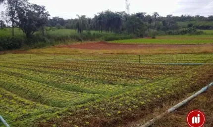 Terreno à venda, 812 m² por r$ 180.000 - fazenda lambari - sarzedo/mg