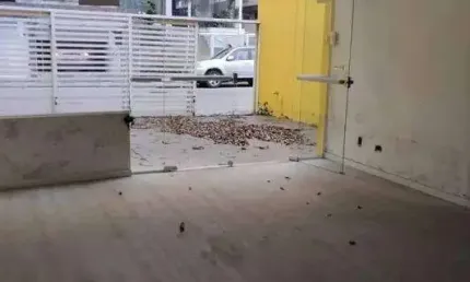Casa com 5 quartos para alugar na Rua Januário dos Santos, 115, Aparecida, Santos