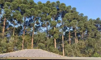 Chácara com 14.984m2, muita água, pomar, piscina, quadra. permuta por casa com terreno.