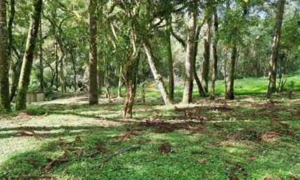 Chácara / sítio com 1 quarto à venda na Estrada Particular, 3, Jardim Bela Vista, Balsa Nova por R$ 299.000