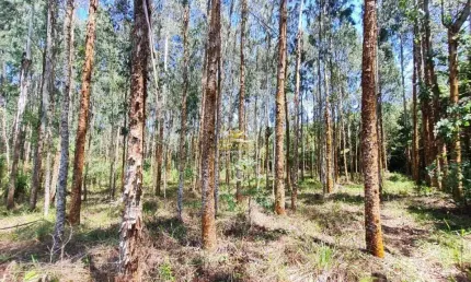 Chácara / sítio com 1 quarto à venda na Rua Ari de Lara Vaz, 1, Mato Dentro, Almirante Tamandaré por R$ 299.000