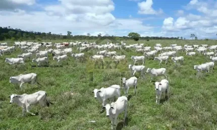 Fazenda para Venda em Itarantim, Abrantes, 4 dormitórios, 2 banheiros