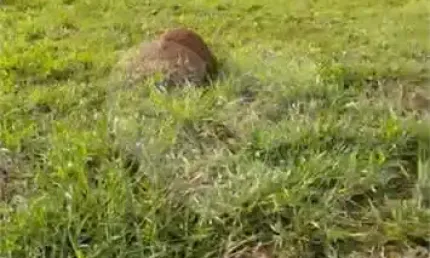 Terreno em condomínio fechado à venda na Serra Azul, Rio Abaixo, Itupeva
