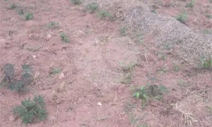 Área de Terra à venda em Loteamento Pinheirinho - SP