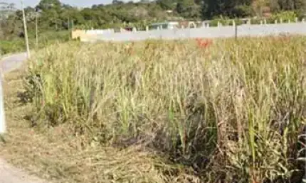 Terreno à venda na José Roschel Rodrigues, Interlagos, São Paulo