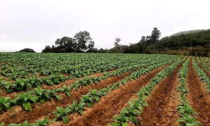 Chácara / sítio à venda na A Linha Dr. Flores, Zona Rural, Mariana Pimentel