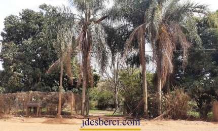 Chácara / sítio com 5 quartos à venda na Estrada Hbr 253, SN, Borda da Mata, Holambra