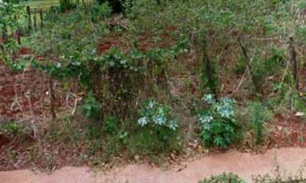 Terreno comercial à venda na Vila Triângulo, Arapongas 