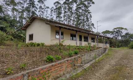Vendo Área com mais de 40 mil pés de Eucalipto , ITAPOÁ SC