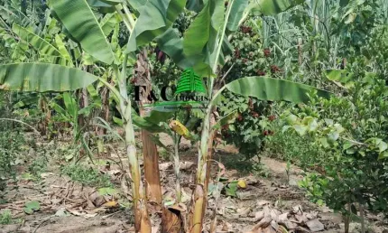 Chácara condomínio para venda em limeira, bairro dos pires, 2 dormitórios, 2 banheiros, 1 vaga