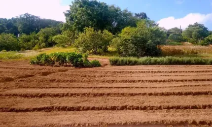 ATENÇÃO LINDA ÁREA DE 12.335,90 M2 PLANA E PLANTADA ESTUDO CARRO E IMOVEL NO PAG