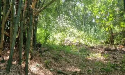 Terreno à venda na Rua Intendente Antônio Damasco, 448, Ratones, Florianópolis, 5713 m2 por R$ 3.000.000