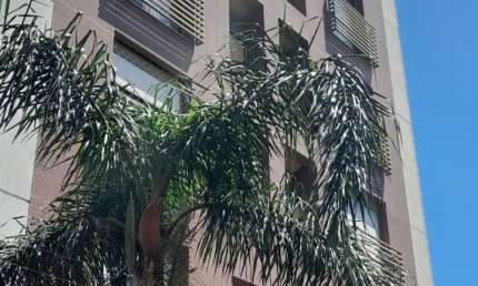 Apartamento  2  dormitórios, suíte, churrasqueira  uma vaga próximo a Puc
