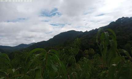 Chácara / sítio à venda na Estrada Do Morro Do Cal, Centro, Campo Largo